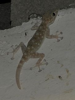 Ptyodactylus guttatus I really like the Ptyodactylus  geckos. their wide fingers, and the spotted bodies - they are really cute creatures!
I was invited to a surprise birthday party in Tel Aviv, and on the outer wall of the building I found a couple of geckos, and for me - this was the highlight of the party... ;-)  Geotagged,Israel,Israeli Fan-fingered Gecko,Ptyodactylus guttatus,Ptyodactylus puiseuxi,Sinai Fan-fingered Gecko,Spring