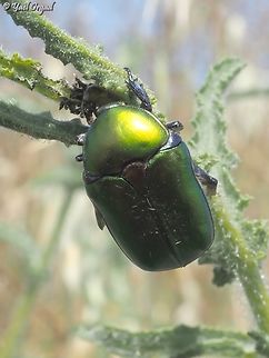 Protaetia cuprea a fairly large beetle that comes in several metallic colors 
another example: 
https://www.jungledragon.com/image/151179/protaetia_cuprea.html Copper Chafer,Geotagged,Israel,Protaetia cuprea,Spring