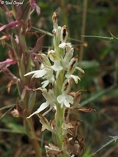 Albino Anacamptis sancta  Anacamptis sancta,Geotagged,Israel,Spring
