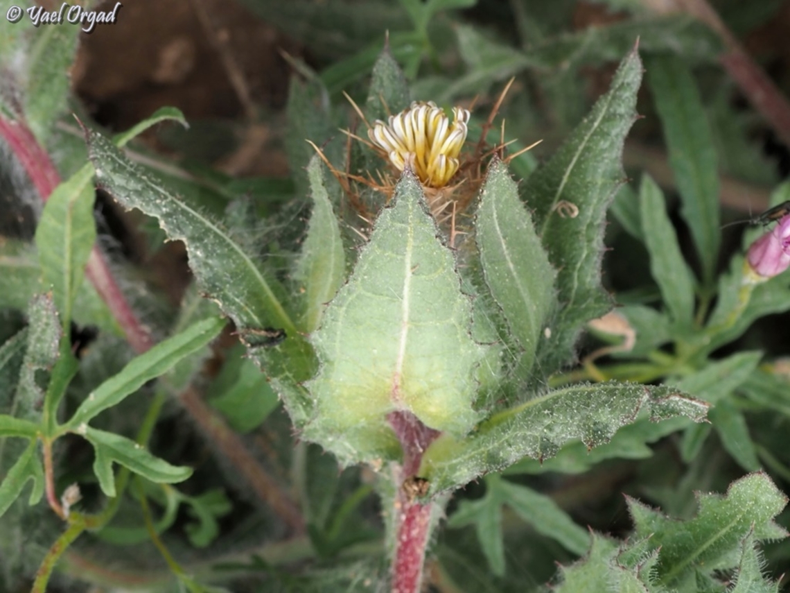 Centaurea benedicta  Cnicus,Cnicus benedictus,Geotagged,Israel,Spring