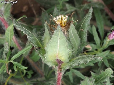 Centaurea benedicta  Cnicus,Cnicus benedictus,Geotagged,Israel,Spring