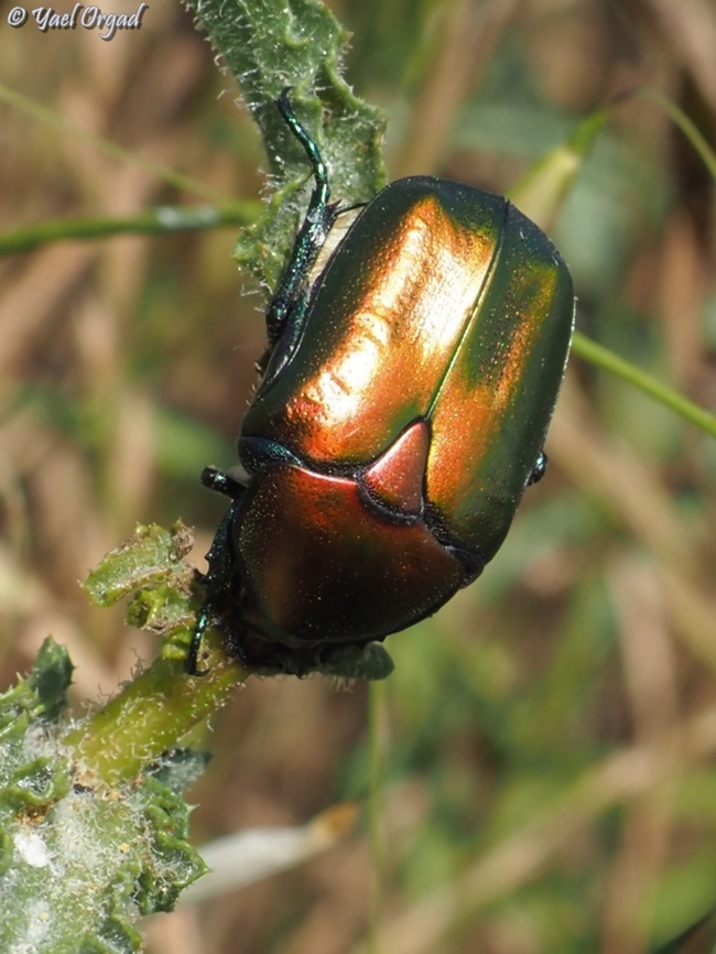 Protaetia cuprea a fairly large beetle that comes in several metallic colors. <br />
another example: <br />
<figure class="photo"><a href="https://www.jungledragon.com/image/151176/protaetia_cuprea.html" title="Protaetia cuprea"><img src="https://s3.amazonaws.com/media.jungledragon.com/images/3519/151176_thumb.JPG?AWSAccessKeyId=05GMT0V3GWVNE7GGM1R2&Expires=1759968010&Signature=fP0mcYVoDGOJ%2FHZgqlBGc83RjE4%3D" width="114" height="152" alt="Protaetia cuprea a fairly large beetle that comes in several metallic colors <br />
another example: <br />
https://www.jungledragon.com/image/151179/protaetia_cuprea.html Copper Chafer,Geotagged,Israel,Protaetia cuprea,Spring" /></a></figure> Copper Chafer,Geotagged,Israel,Protaetia cuprea,Spring