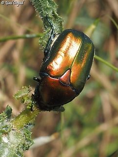 Protaetia cuprea a fairly large beetle that comes in several metallic colors. 
another example: 
https://www.jungledragon.com/image/151176/protaetia_cuprea.html Copper Chafer,Geotagged,Israel,Protaetia cuprea,Spring