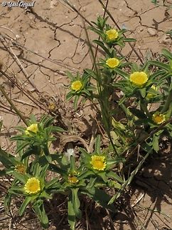 Asteriscus aquaticus  Asteriscus aquaticus,Geotagged,Golden-Star,Israel,Spring