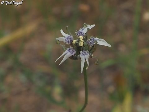 Garidella nigellastrum  Garidella nigellastrum,Geotagged,Israel,Spring