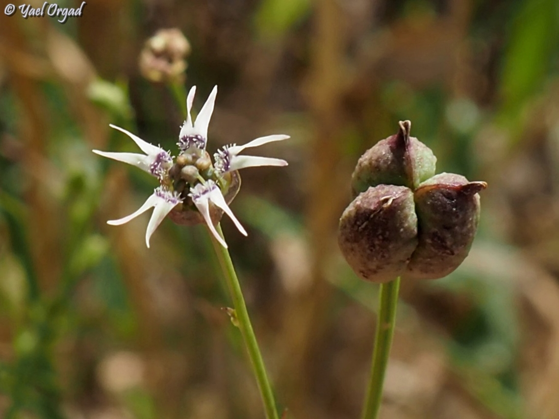 Garidella nigellastrum  Garidella nigellastrum,Geotagged,Israel,Spring