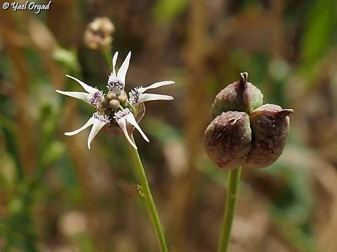Garidella nigellastrum  Garidella nigellastrum,Geotagged,Israel,Spring