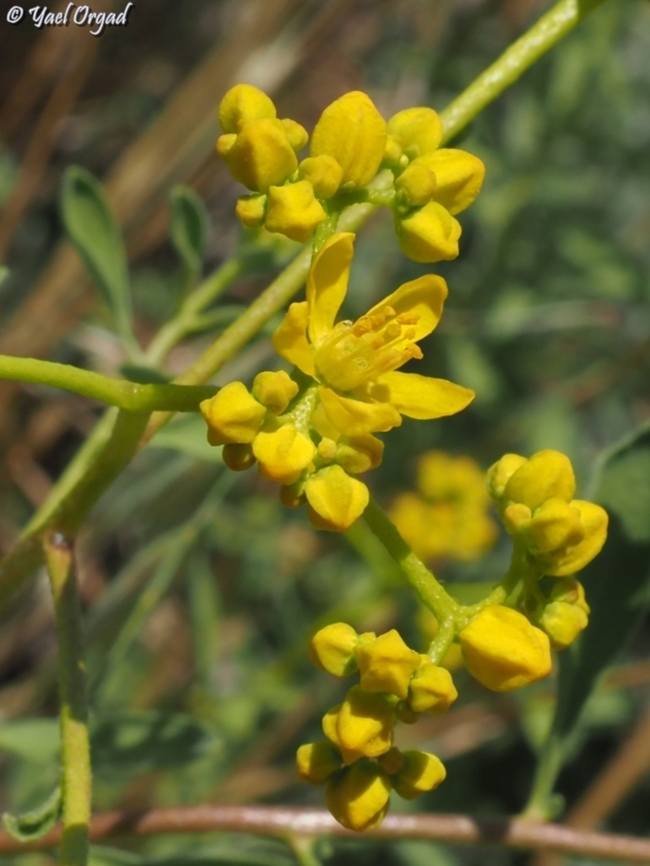 Haplophyllum tuberculatum  Geotagged,Haplophyllum tuberculatum,Israel,Spring