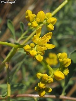 Haplophyllum tuberculatum  Geotagged,Haplophyllum tuberculatum,Israel,Spring