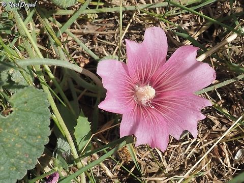 Alcea acaulis  Alcea acaulis,Geotagged,Israel,Spring