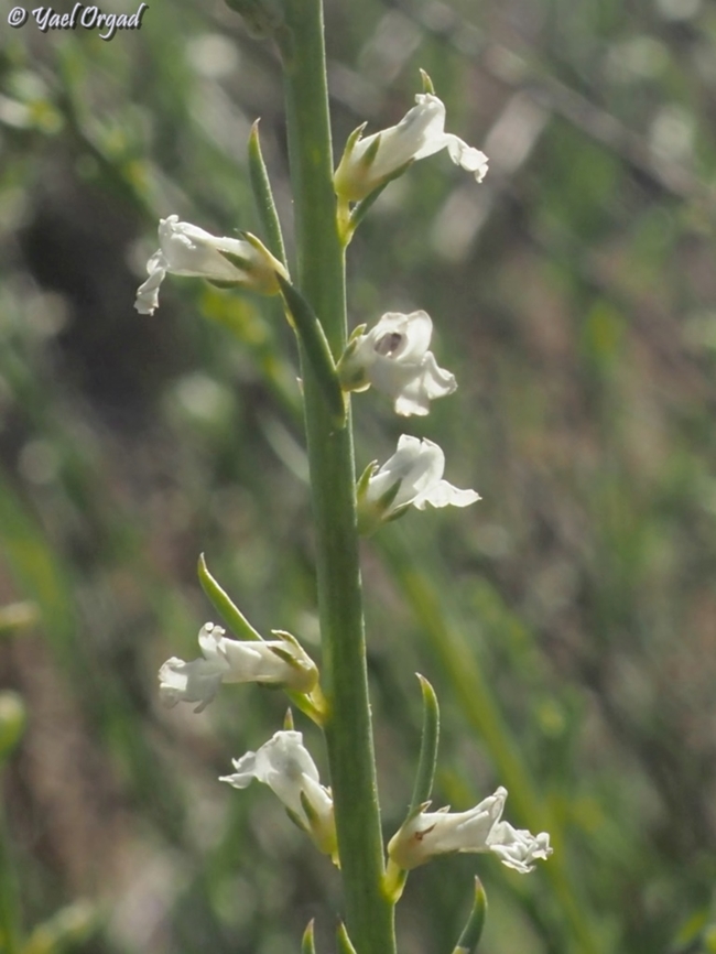 Anarrhinum forskahlii  Anarrhinum forskahlii,Geotagged,Israel,Spring
