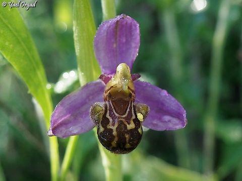 Ophrys apifera  Geotagged,Israel,Ophrys apifera,Spring