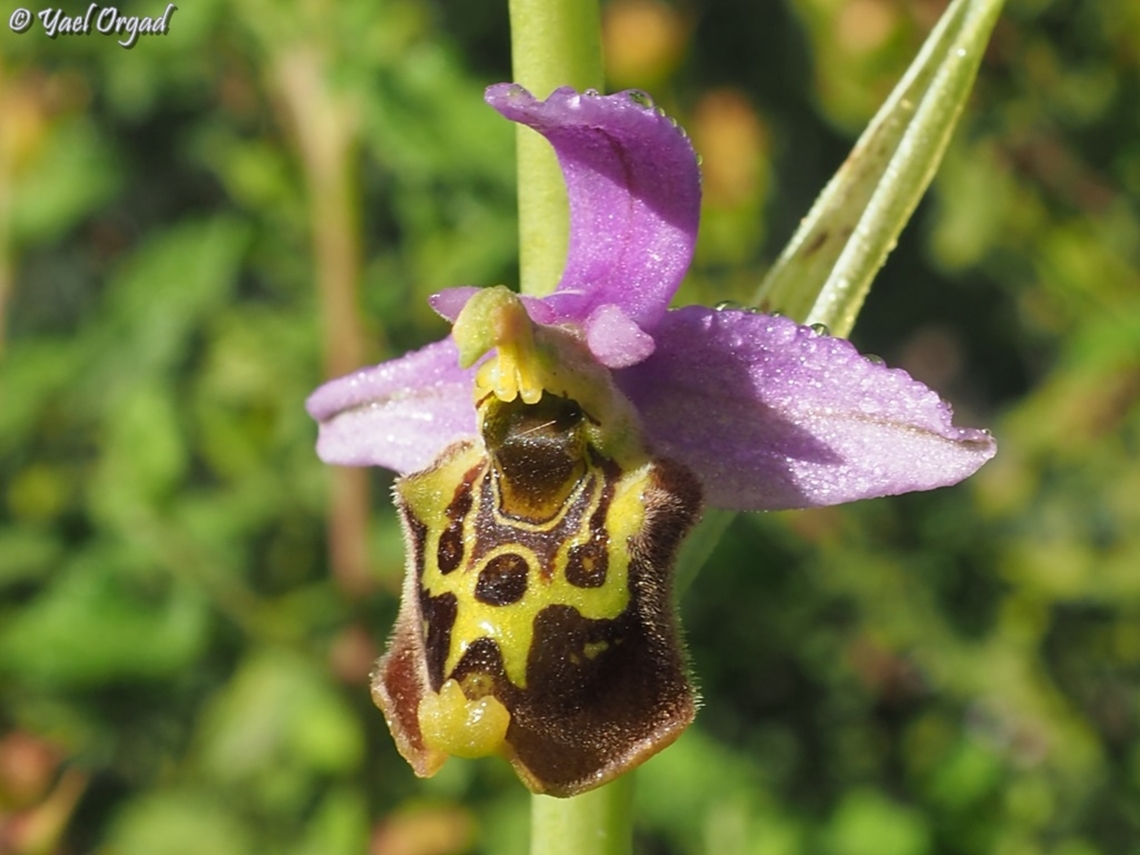 Ophrys fuciflora with a little morning dew Geotagged,Israel,Ophrys fuciflora,Spring