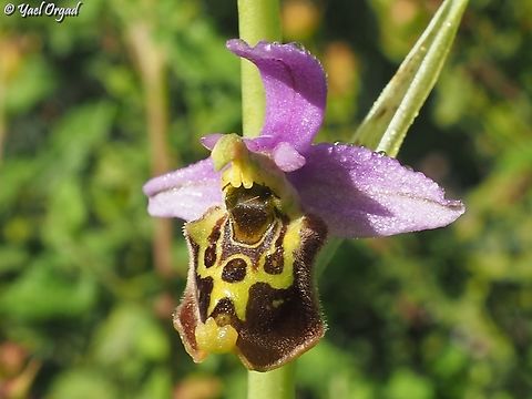 Ophrys fuciflora with a little morning dew Geotagged,Israel,Ophrys fuciflora,Spring