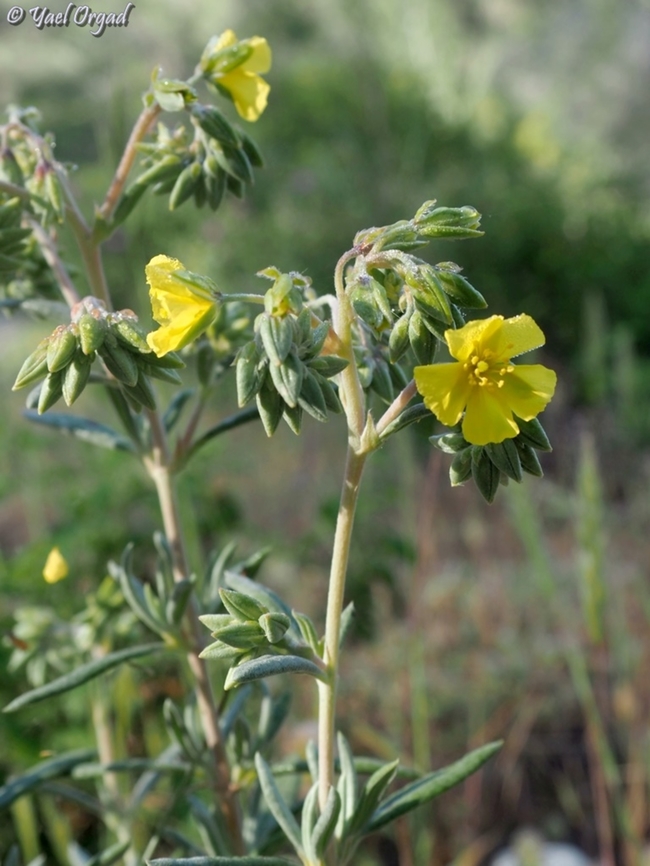 Helianthemum syriacum  Geotagged,Helianthemum syriacum,Israel,Spring,Syrian Rock-Rose