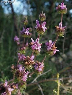Satureja thymbra  Geotagged,Israel,Satureja thymbra,Spring,Thyme-leaved Savory