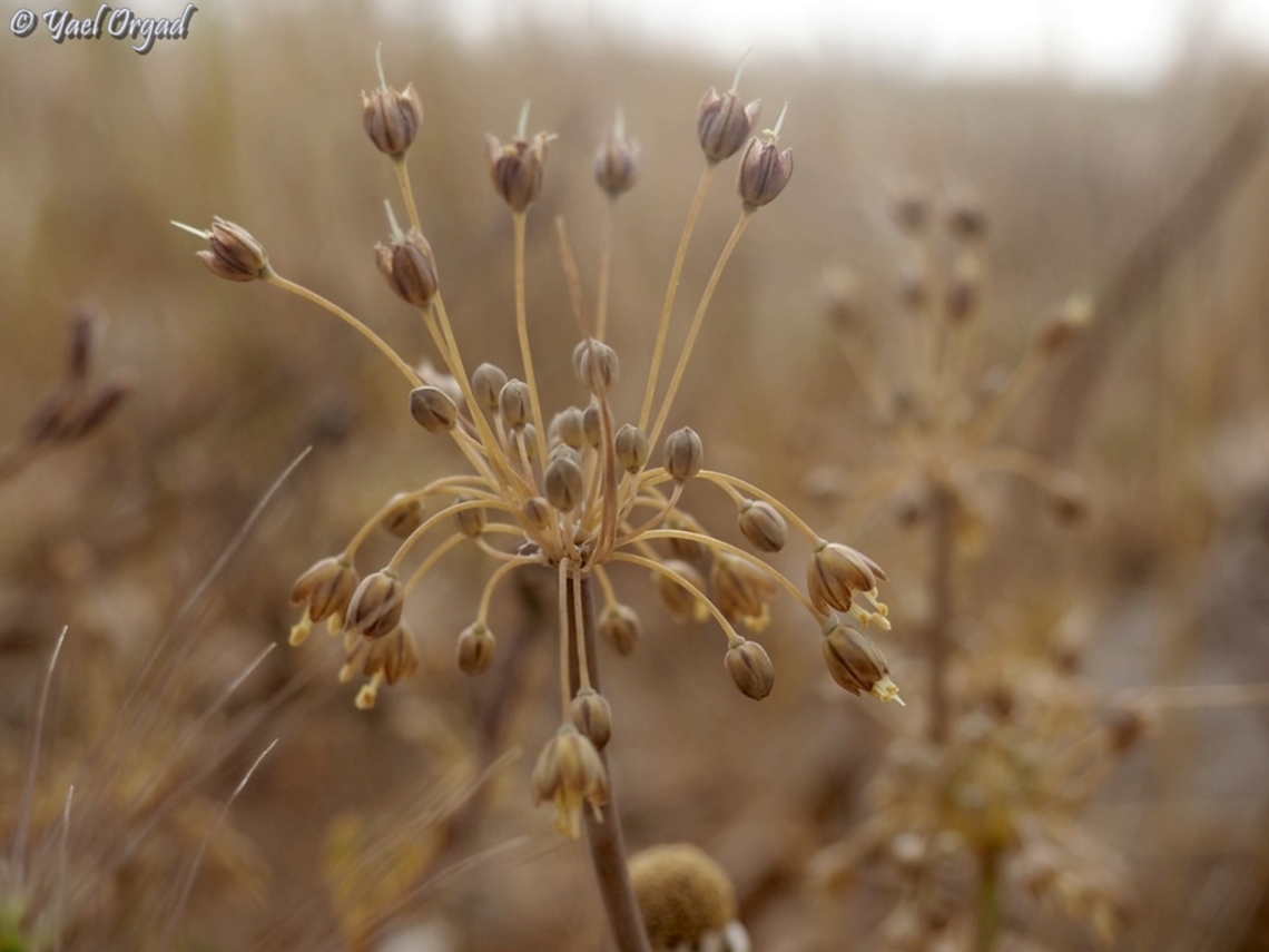 Allium decaisnei  Allium decaisnei,Geotagged,Israel,Spring