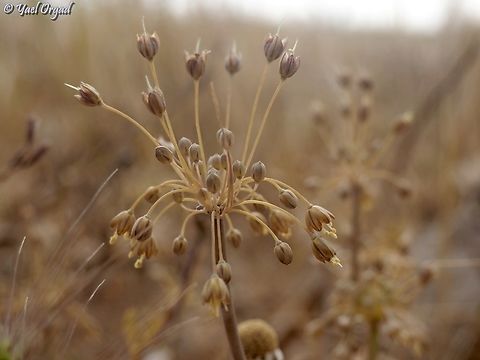 Allium decaisnei  Allium decaisnei,Geotagged,Israel,Spring