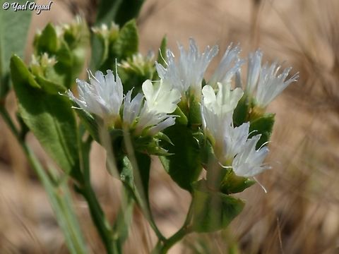 Limonium lobatum  Geotagged,Israel,Limonium lobatum,Spring