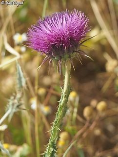 Onopordum alexandrinum  Geotagged,Israel,Onopordum alexandrinum,Spring
