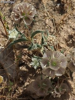 Lomelosia porphyroneura  Geotagged,Israel,Lomelosia porphyroneura,Spring