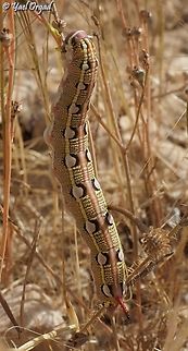 Hyles livornica  Geotagged,Hyles livornica,Israel,Spring,Striped hawk-moth