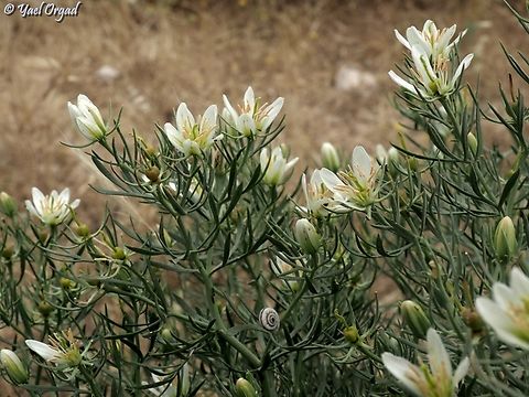 Peganum harmala  Geotagged,Israel,Peganum harmala,Spring