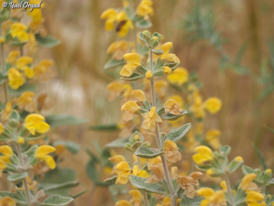 Phlomis brachyodon  Geotagged,Israel,Phlomis brachyodon,Spring