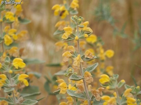 Phlomis brachyodon  Geotagged,Israel,Phlomis brachyodon,Spring