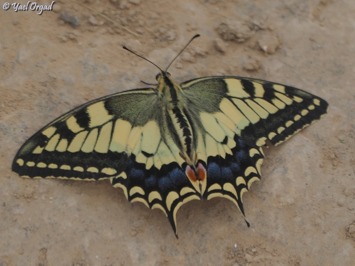 Papilio machaon  Geotagged,Israel,Old World swallowtail,Papilio machaon,Spring