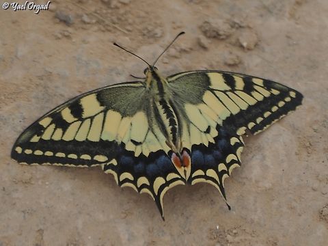 Papilio machaon  Geotagged,Israel,Old World swallowtail,Papilio machaon,Spring