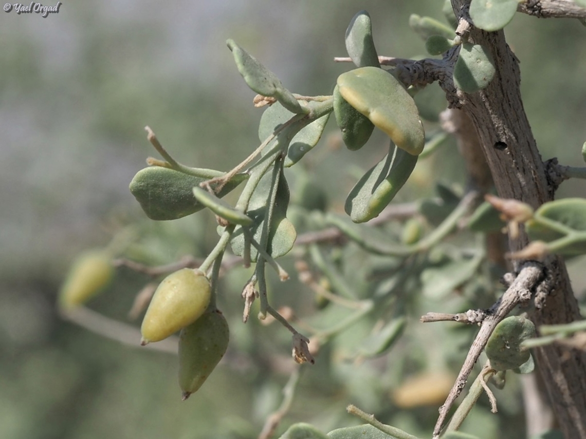 Nitraria retusa one of the unknown desert shrubs... <br />
it has cute white flowers, but we were there in time to see the fruit.  Israel,Nitraria retusa,Salt Tree