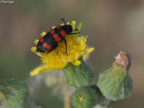 Mylabris syriaca  Mylabris syriaca