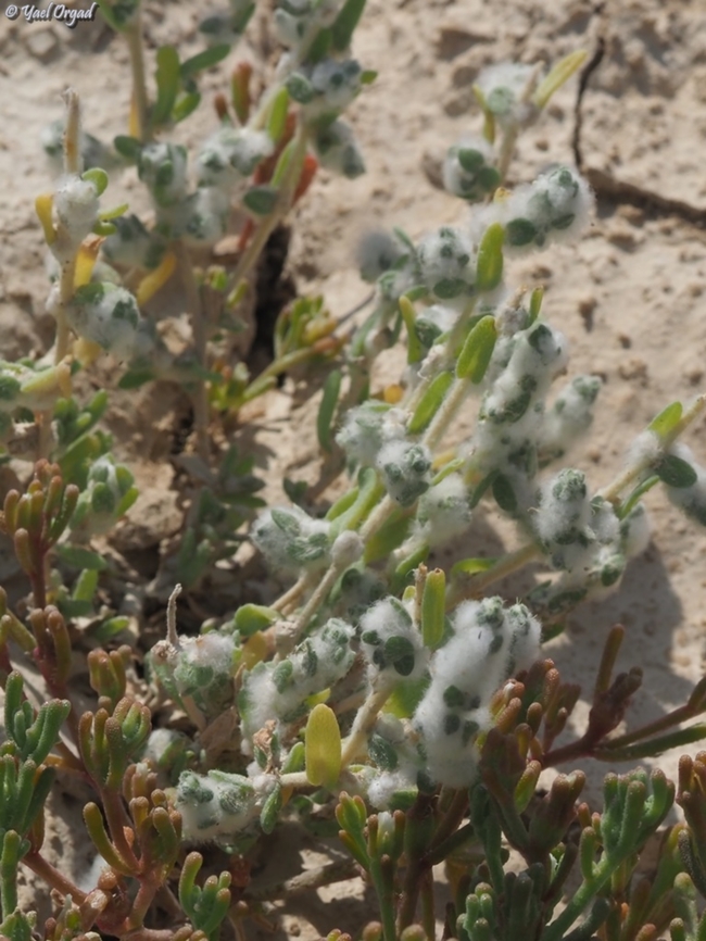 Bassia eriophora a small uncommon hot-desert plant Bassia eriophora