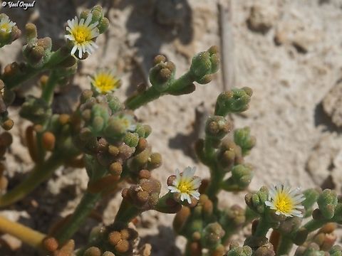 Mesembryanthemum nodiflorum  Mesembryanthemum nodiflorum,Slenderleaf iceplant