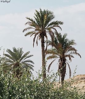 Phoenix dactylifera  Date palm,Geotagged,Phoenix dactylifera,Spring