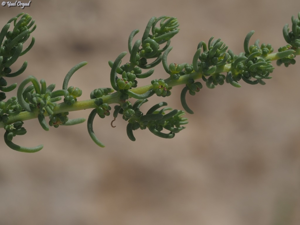 Suaeda aegyptiaca yet another Chenopodiaceae/Amaranthaceae, can you see the flowers? yes, it is with flowers.  Israel,Suaeda aegyptiaca