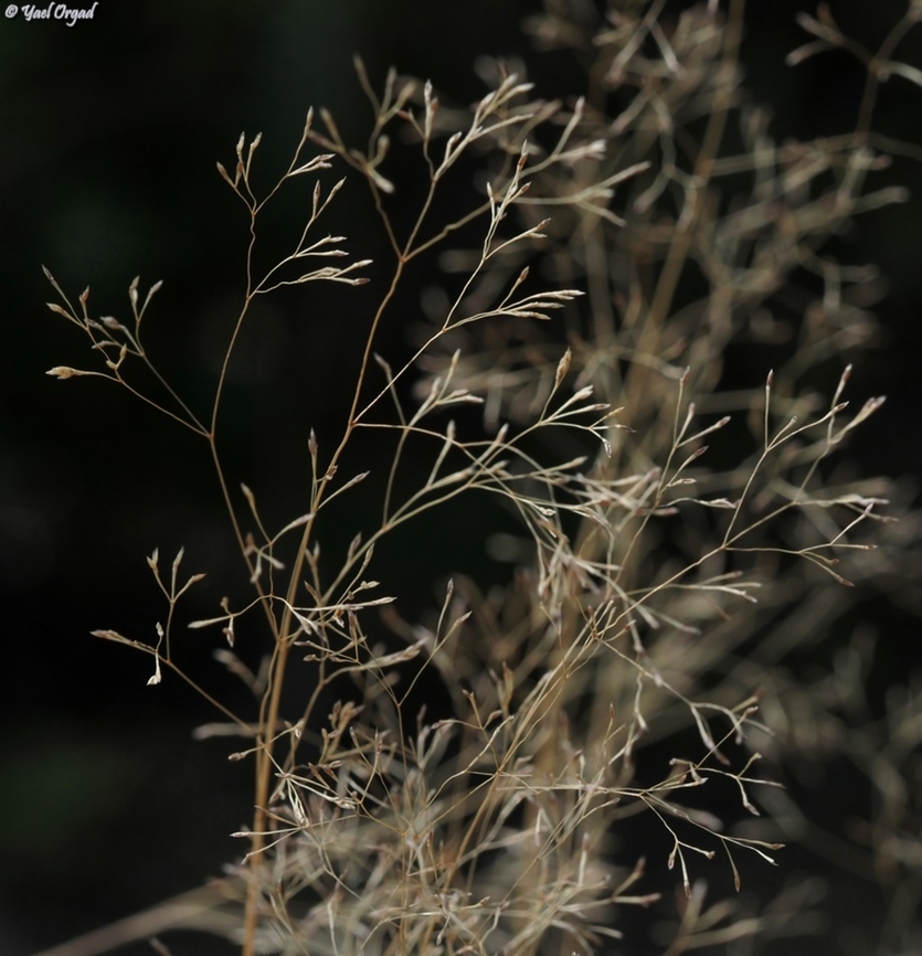 Sphenopus divaricatus a very slender grass that grows in salt-marshes in the desert Sphenopus divaricatus