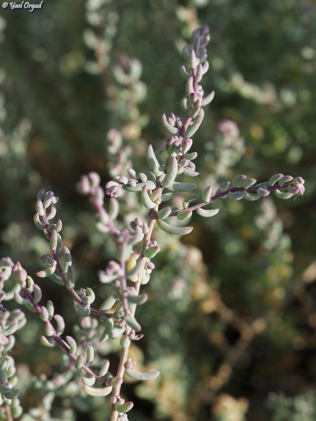 Suaeda palaestina  Suaeda palaestina