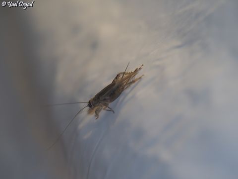 Acheta domesticus - house cricket  Acheta domesticus,Geotagged,House cricket,Israel,Summer