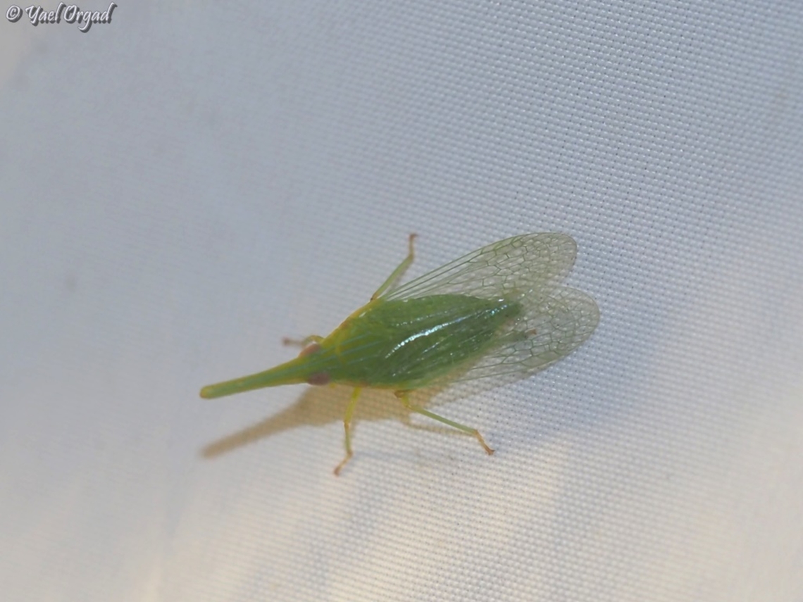 Dictyophara xiphias  Dictyophara xiphias