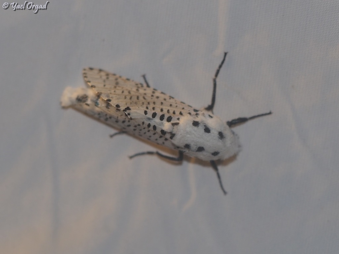 Zeuzera pyrina part of national moth week 2023<br />
<a href="https://nationalmothweek.org/" rel="nofollow">https://nationalmothweek.org/</a> Geotagged,Leopard Moth,Summer,Zeuzera pyrina