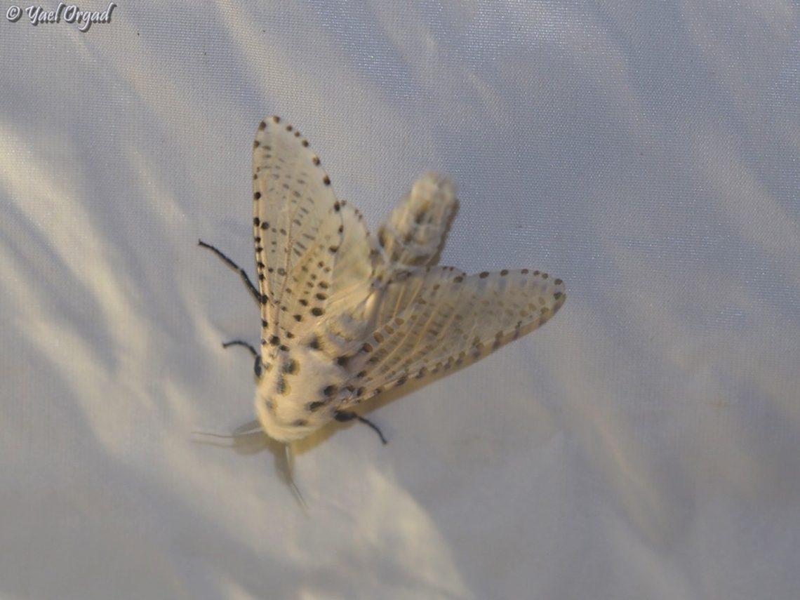 Zeuzera pyrina part of national moth week 2023<br />
<a href="https://nationalmothweek.org/" rel="nofollow">https://nationalmothweek.org/</a> Leopard Moth,Zeuzera pyrina