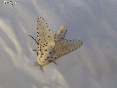 Zeuzera pyrina part of national moth week 2023
https://nationalmothweek.org/ Leopard Moth,Zeuzera pyrina