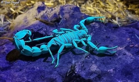 Arabian fat-tailed scorpion