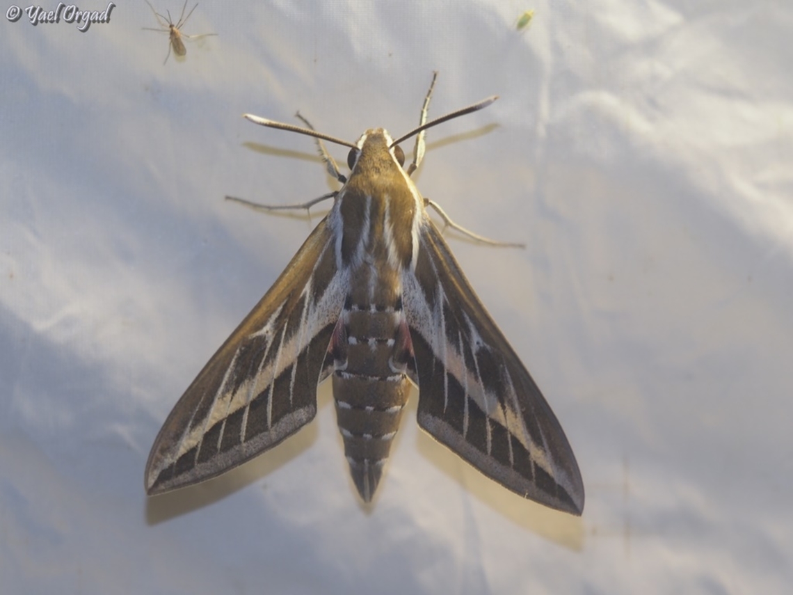 Hyles livornica part of national moth week 2023<br />
<a href="https://nationalmothweek.org/" rel="nofollow">https://nationalmothweek.org/</a> Geotagged,Hyles livornica,Striped hawk-moth,Summer