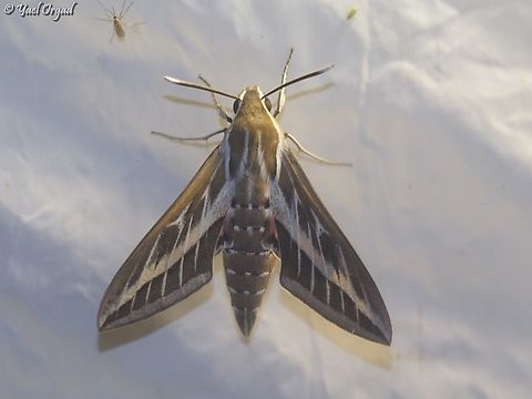 Hyles livornica part of national moth week 2023
https://nationalmothweek.org/ Geotagged,Hyles livornica,Striped hawk-moth,Summer