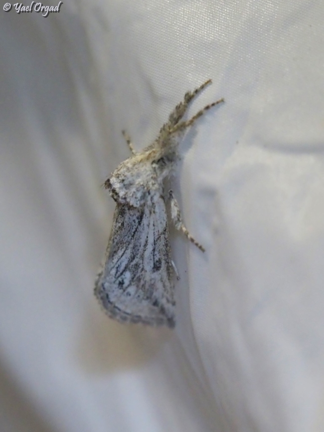 Albarracina warionis part of national moth week 2023<br />
<a href="https://nationalmothweek.org/" rel="nofollow">https://nationalmothweek.org/</a> Albarracina warionis,Geotagged,Summer