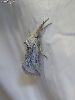 Albarracina warionis part of national moth week 2023
https://nationalmothweek.org/ Albarracina warionis,Geotagged,Summer