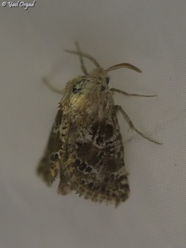 Stygia - a rare moth Last year (July 2022) this moth was seen for the first time in Israel. it looks very much like a moth known from Morocco, and the moth in the picture is the second one to be found in Israel. it is of the genus Stygia, but the experts are not sure if this one is exactly like the Moroccan moth, or is it a whole different species. they were very excited when this moth came to our light trap :-) <br />
part of national moth week 2023<br />
<a href="https://nationalmothweek.org/" rel="nofollow">https://nationalmothweek.org/</a> Israel,Stygia,moth